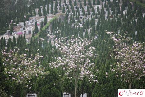 廣州墓園|廣州金鐘永久墓園 